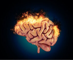 Les bases neurobiologiques de l'agressivité