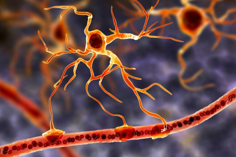 Les cellules gliales : la base fonctionnelle du cerveau
