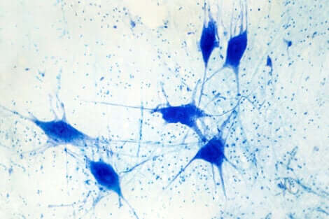 Plusieurs cellules gliales. 