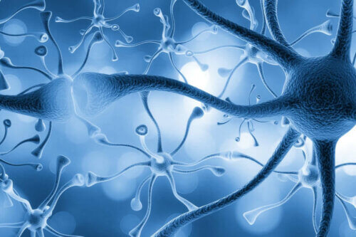 Des neurones connectés. 
