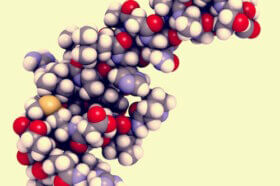 Hypocrétine : caractéristiques et fonctions