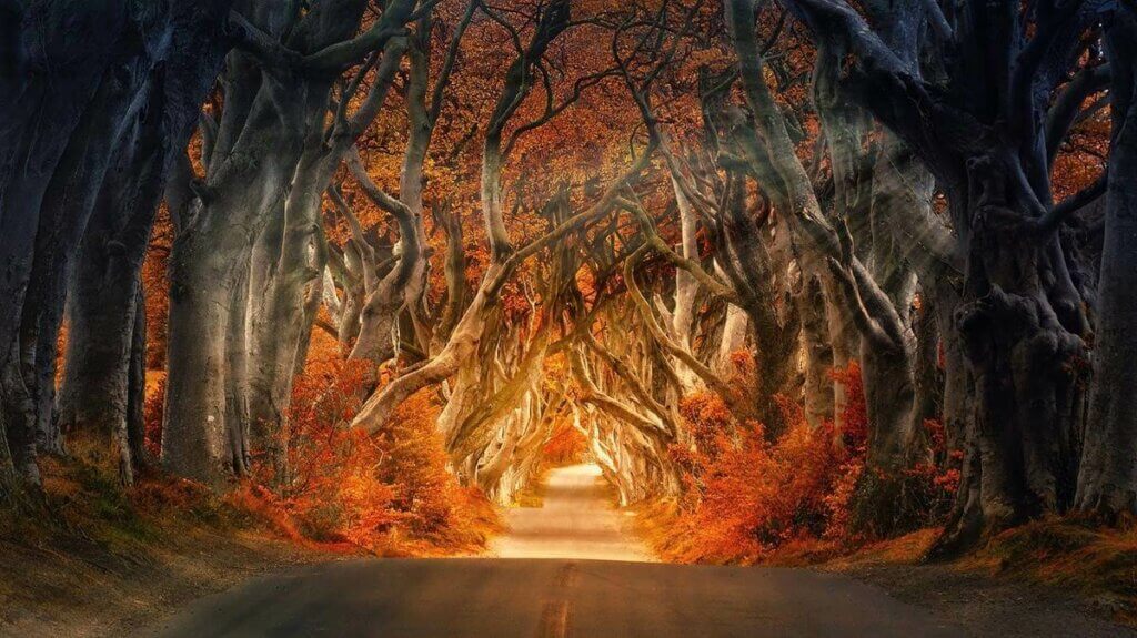 Une illustration d'une forêt. 