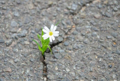 Une fleur qui pousse sur la route. 