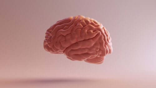 A quoi correspond le circuit de Papez ?