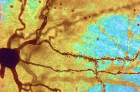 Découverte sur les neurones.