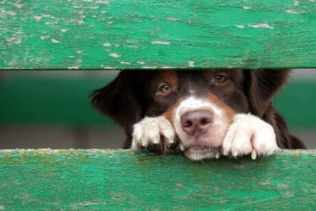 L'engagement envers les animaux sauvés.