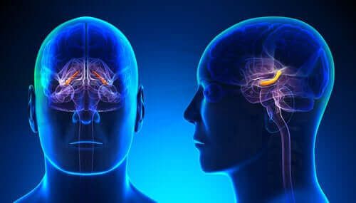 La neurobiologie de l'anxiété.