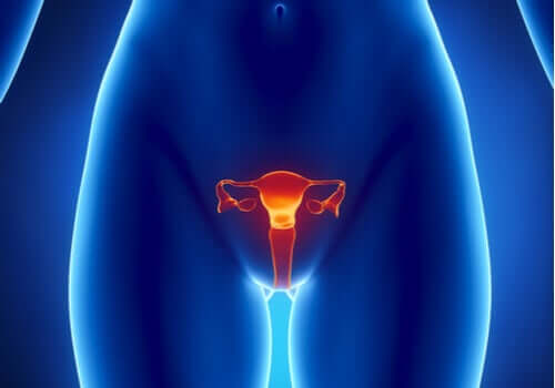 Œstrogènes : caractéristiques et fonctions