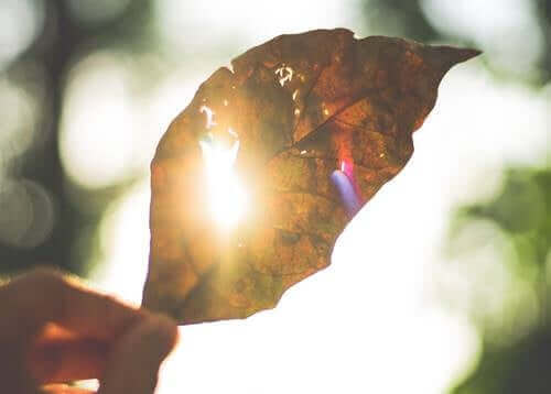 Une feuille au soleil.
