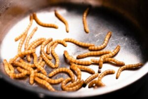 L'anthelmophobie ou la peur des vers