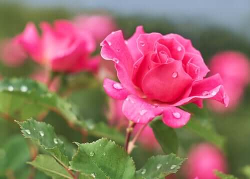 Une rose.