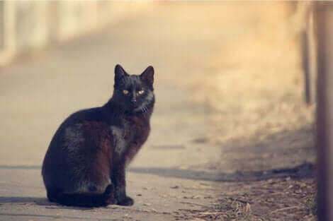 Un chat noir assis. 