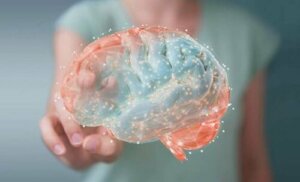 Les endocannabinoïdes, des composés chimiques cérébraux similaires à la marijuana