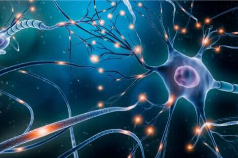 Un neurone.