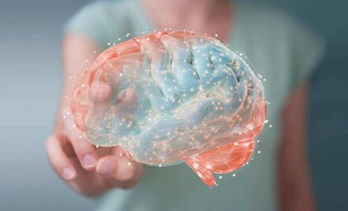 Un cerveau.
