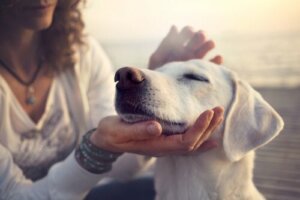 Mon chien est mon meilleur ami