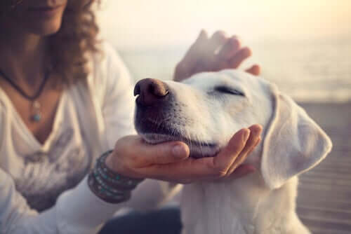 Mon chien est mon meilleur ami