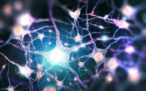 Dynorphines : des neurotransmetteurs opioïdes endogènes