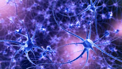Des neurones actifs.