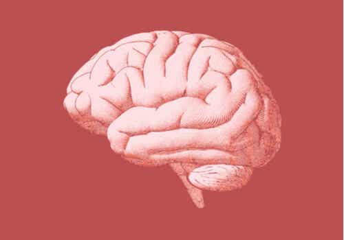 Un cerveau