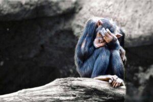 Les animaux peuvent-ils souffrir de dépression ?