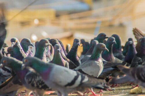 Des pigeons. 
