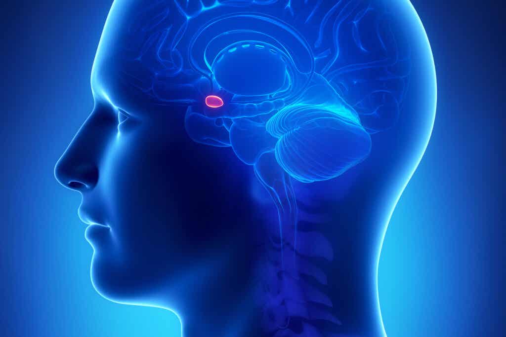 Amygdale du cerveau.