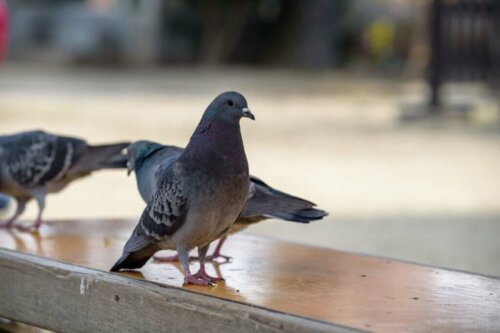 Colombophobie : la peur des pigeons