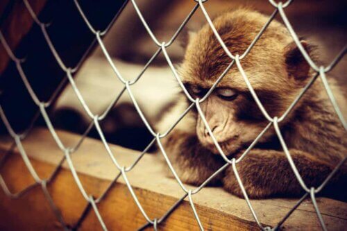 Un singe qui souffre de dépression.