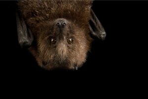 9 curiosités sur les chauves-souris