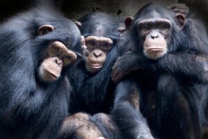 Les 4 animaux les plus empathiques