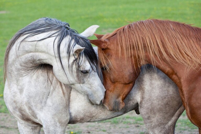 L'empathie chez les chevaux