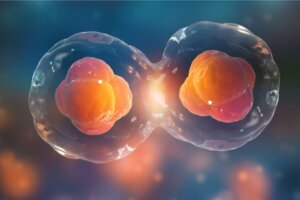 Les 7 différences entre la mitose et la méiose