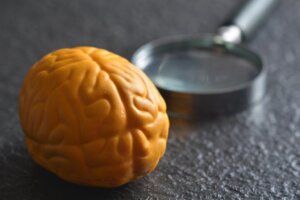 Pourquoi le cerveau a-t-il deux hémisphères ?