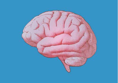 Le cerveau selon Wundt.