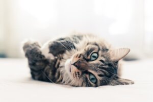 10 curiosités sur les chats
