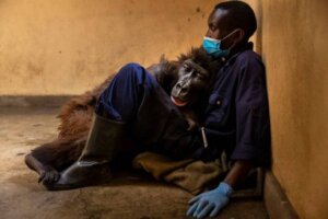 Le gorille Ndakasi quitte ce monde dans les bras de son gardien