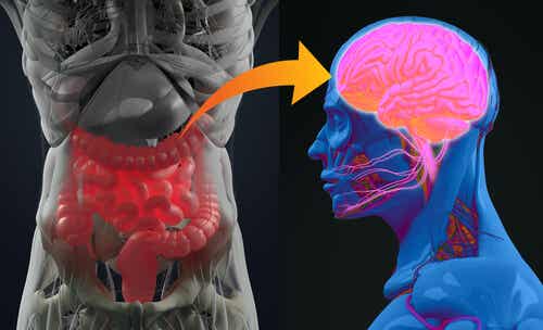 Le microbiote et le cerveau.