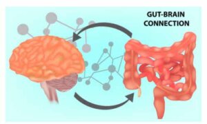 Le microbiote intestinal : la clé de la santé mentale