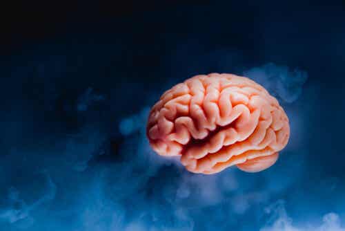 Le corps calleux dans le cerveau.