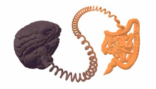 Le rôle du microbiote.