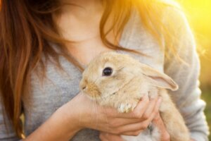 Les 11 animaux de compagnie les plus courants