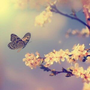 L'effet papillon