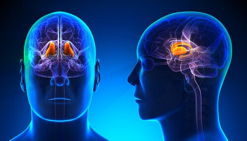 Le thalamus : ses caractéristiques et ses fonctions