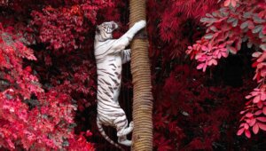 La métaphore du tigre que nous alimentons