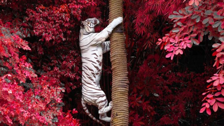 La métaphore du tigre que nous alimentons