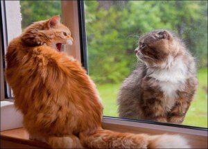 Devons-nous garder nos ennemis près de nous?