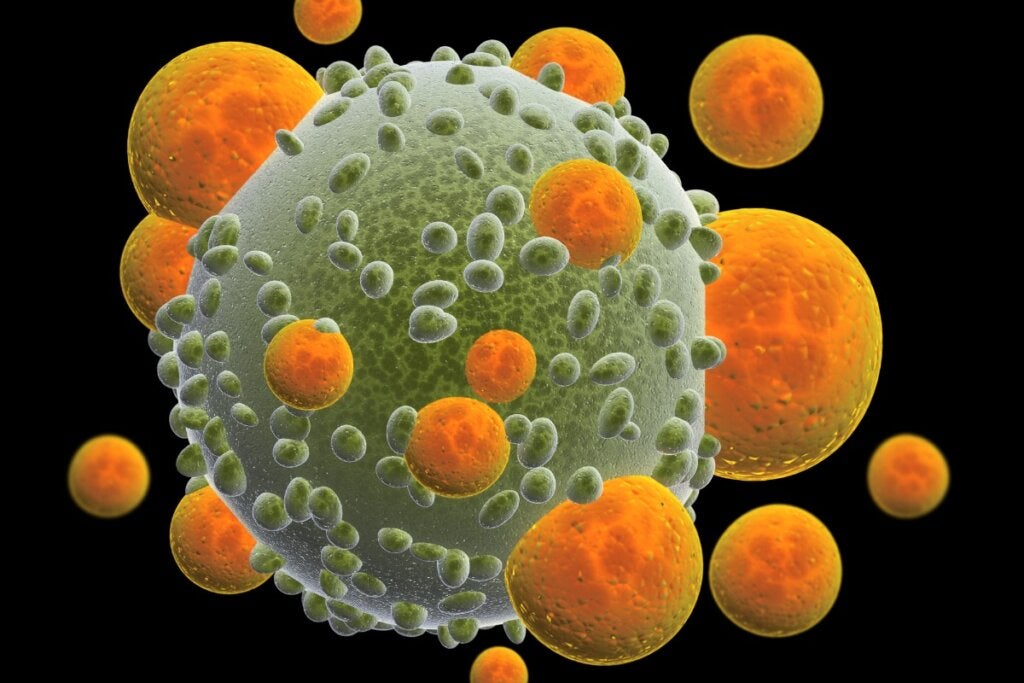 Cellules tueuses naturelles (NK) : ce qu'elles sont et leurs fonctions
