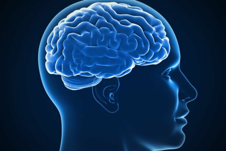Le cortex cérébral : caractéristiques, fonctions et parties