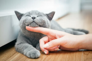 Décalogue d'un chat pour être heureux